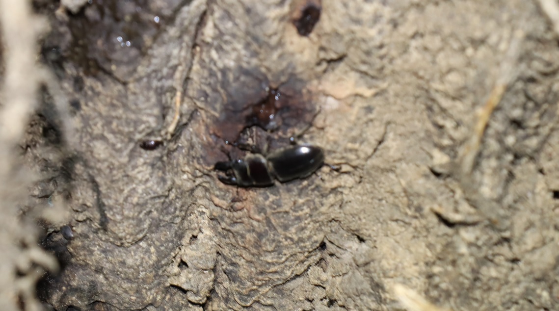 ヒラタクワガタ♂(遠景)_230527_クワガタ達のオアシス _2023年5月27日19時50分気温19.7度